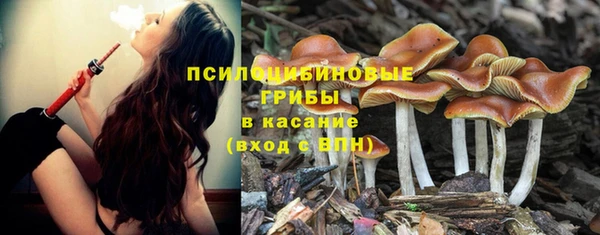 прущие грибы Баксан